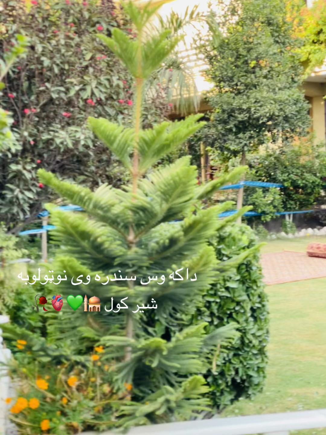 @Zaheer 🫶🇦🇫khan ?””%