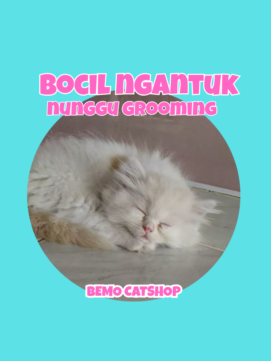 @Bemo Catshop