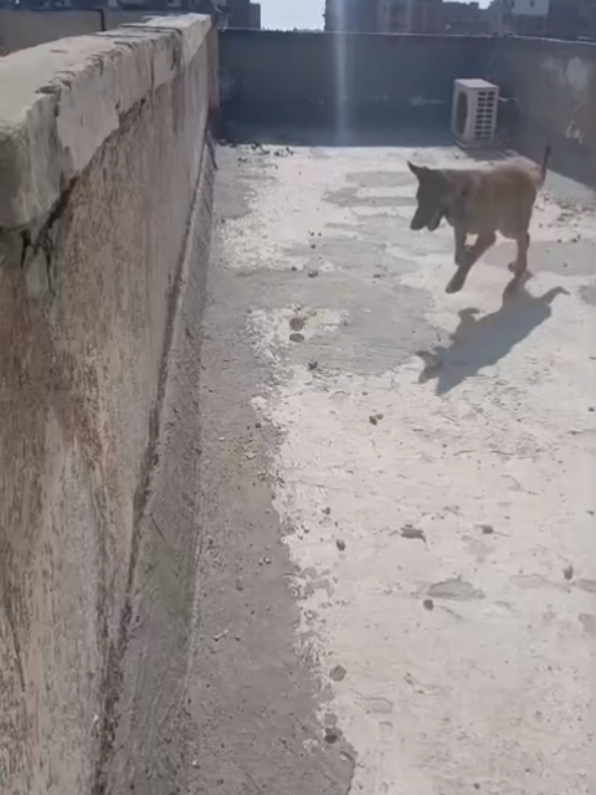 @تيتو بندق