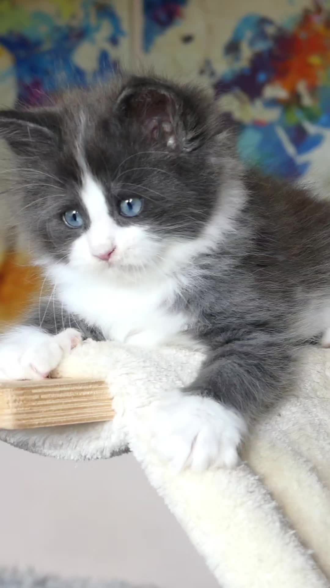 @Cattery Of Wild Kingdom