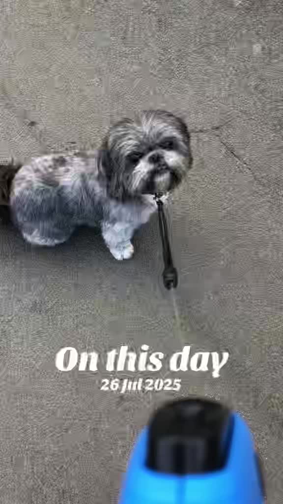 @Mimi the Shihtzu