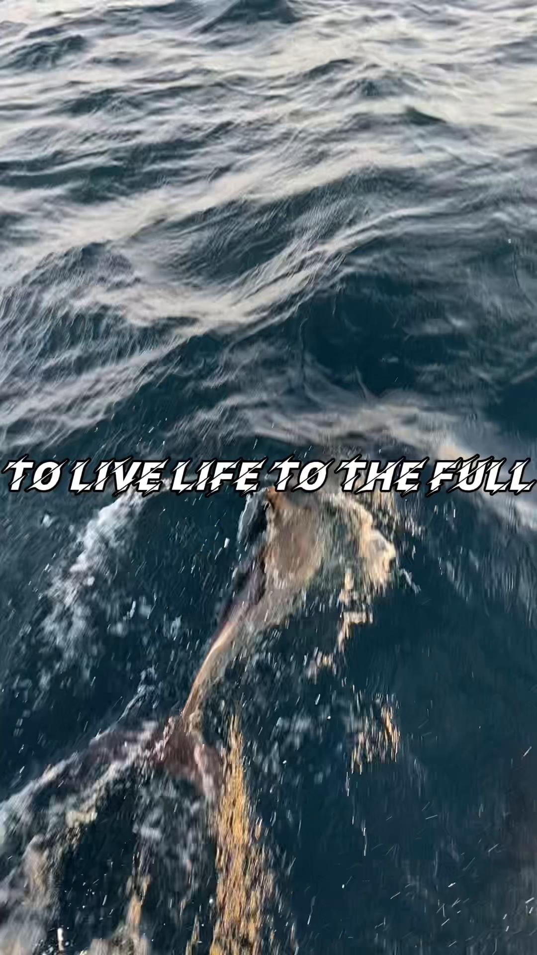 @BoatVet