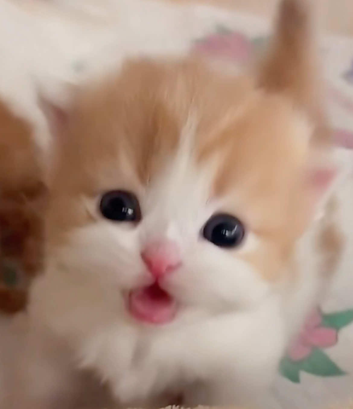 @catbosssss