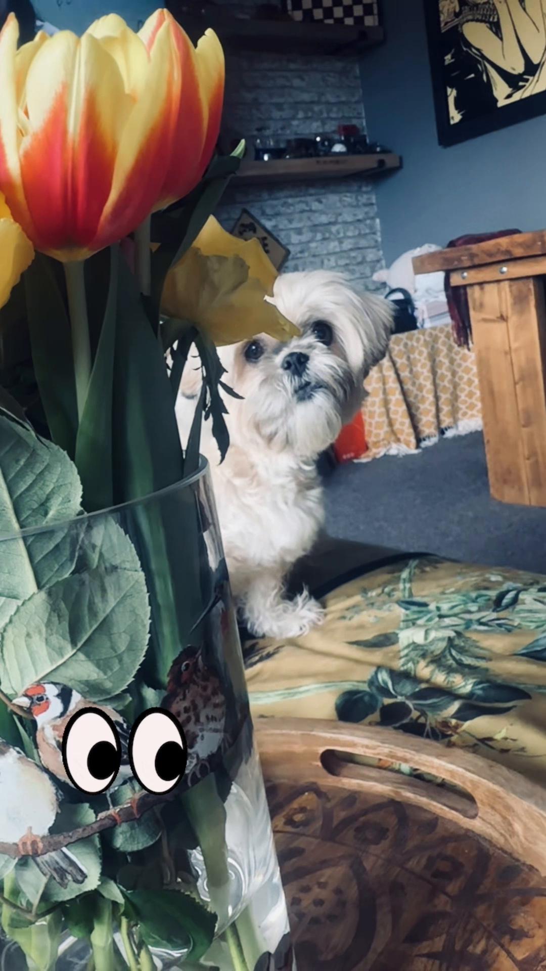 @🐾💕 Bessie Boo 💕🐾
