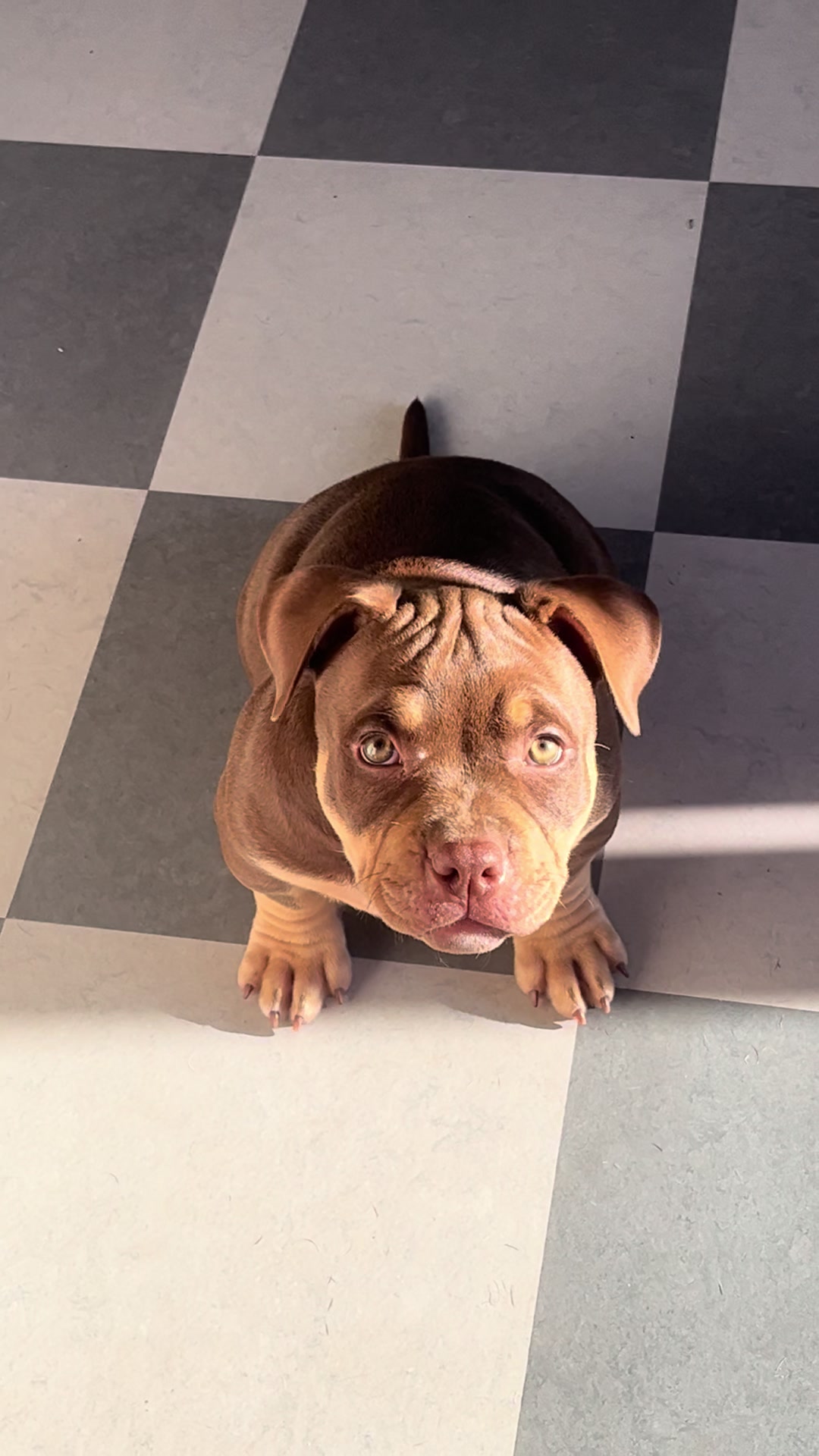 @Beautybullskennel🤍
