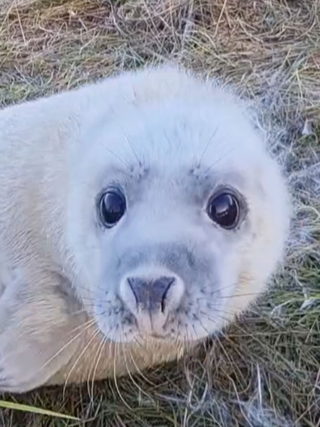 @🩷🎀 seal 🦭🩷