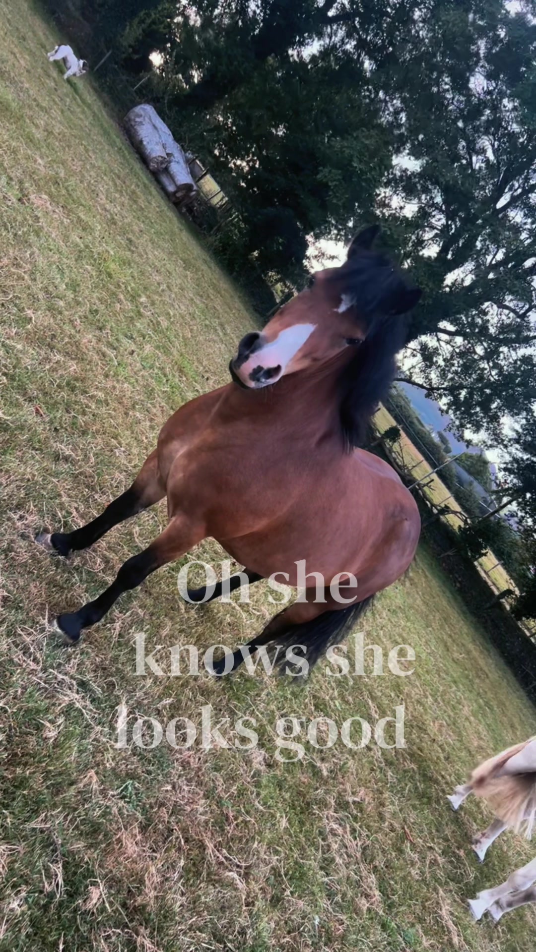 @aoibheann🪽