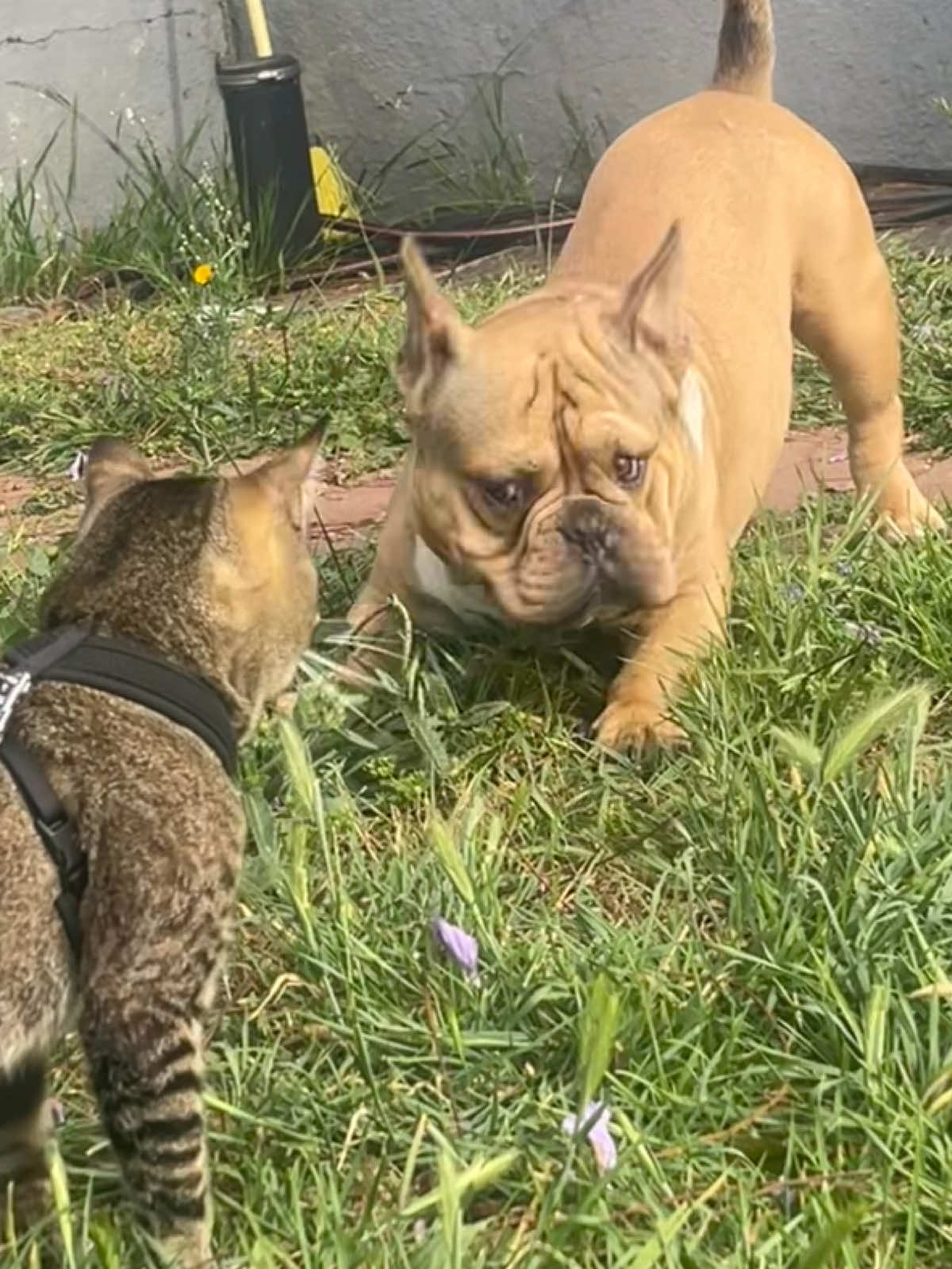@🐾🐾🐾