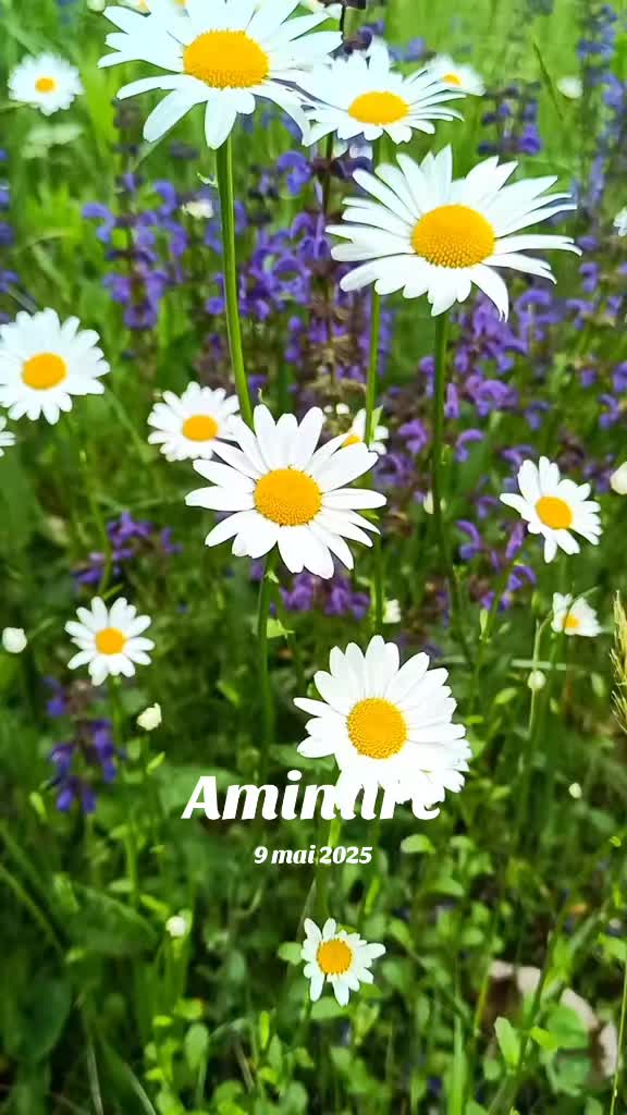 @🌼r.o.m.a.n.i.ț.a(✿ ♡‿♡)