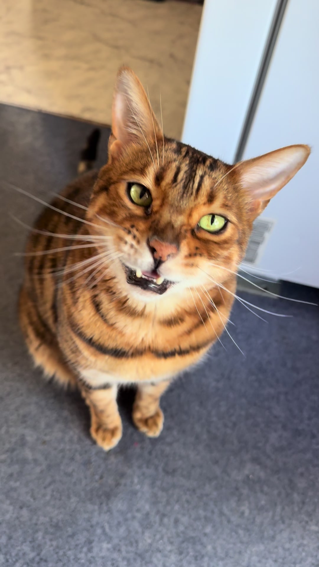@TiggerthebrownBengal🇦🇺