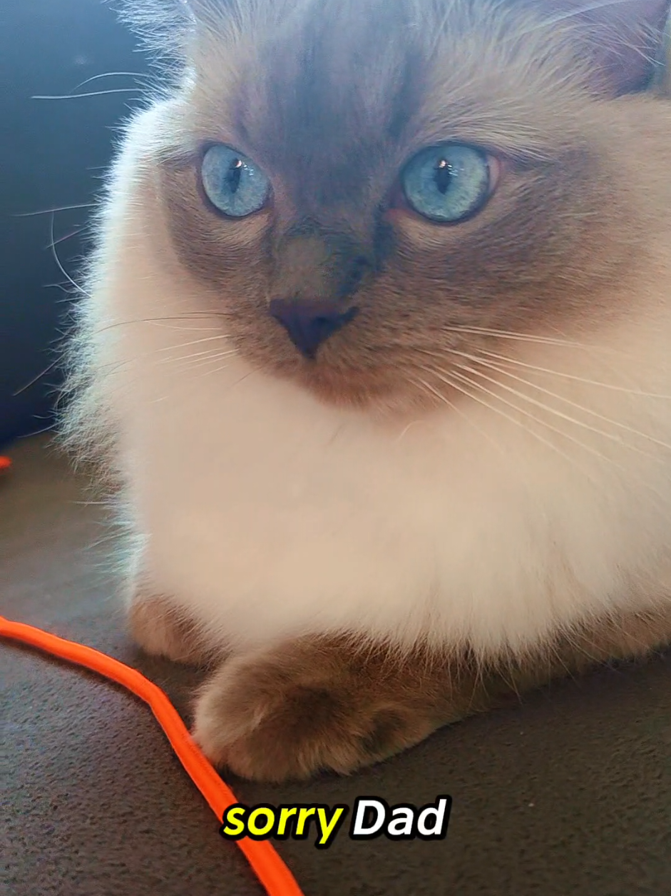 @DailyDoseOfBlu💙