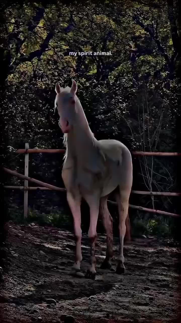@⫸𝙈𝙞𝙍𝙯𝘼✫𝙎𝙖𝙍𝙆𝙖𝙍✫⫷