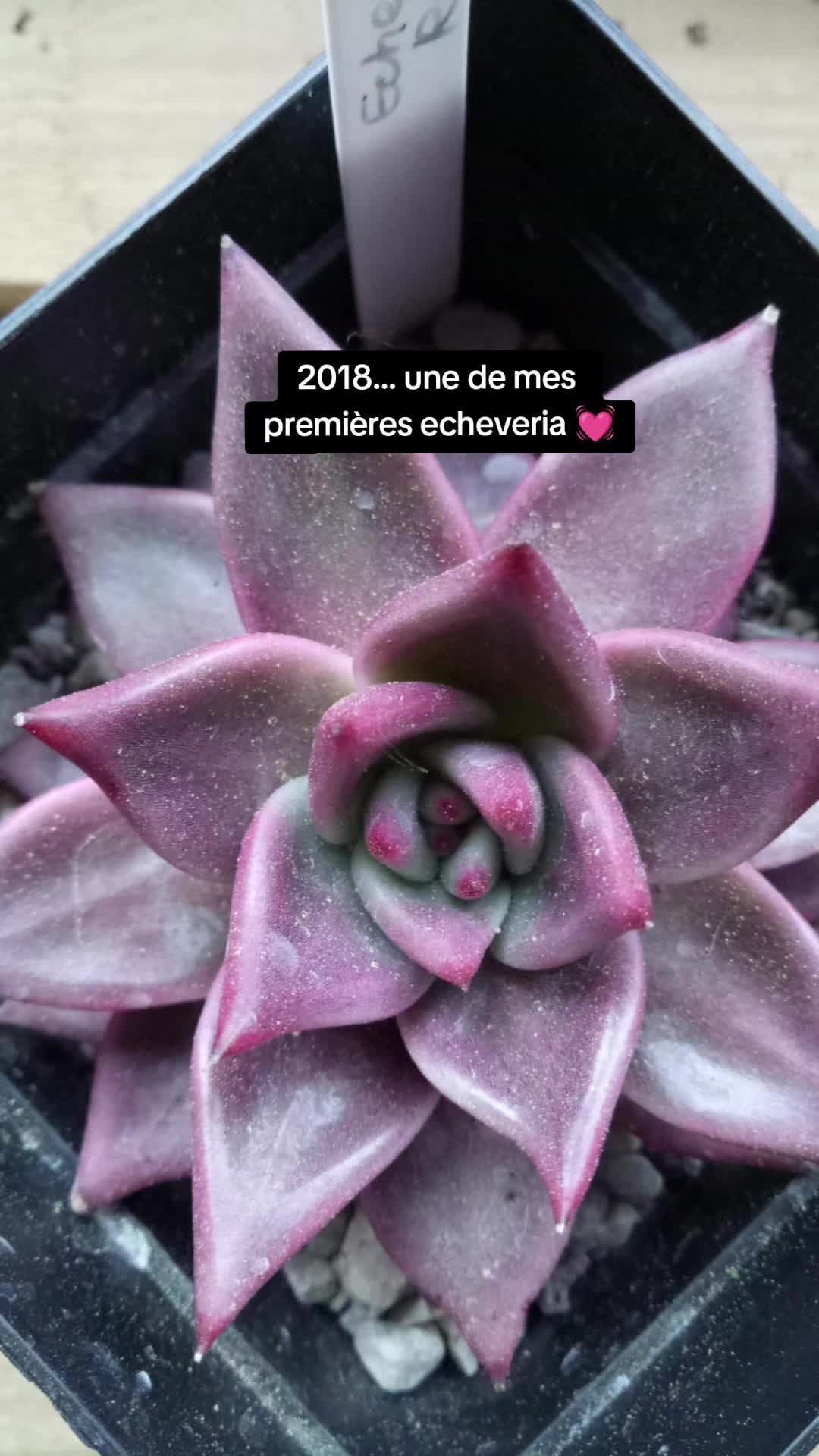 @il était Une Succulente