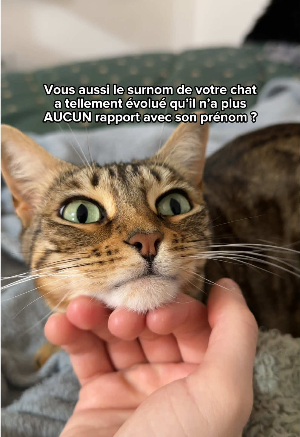 @Ricki the Bengal