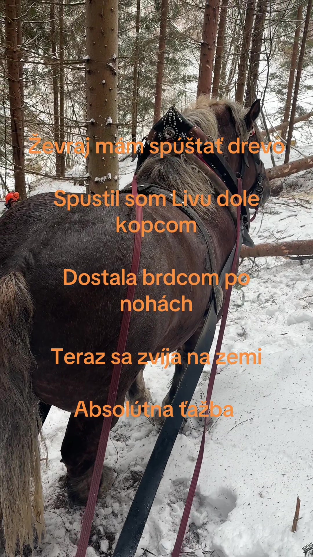 @liviaschlenger