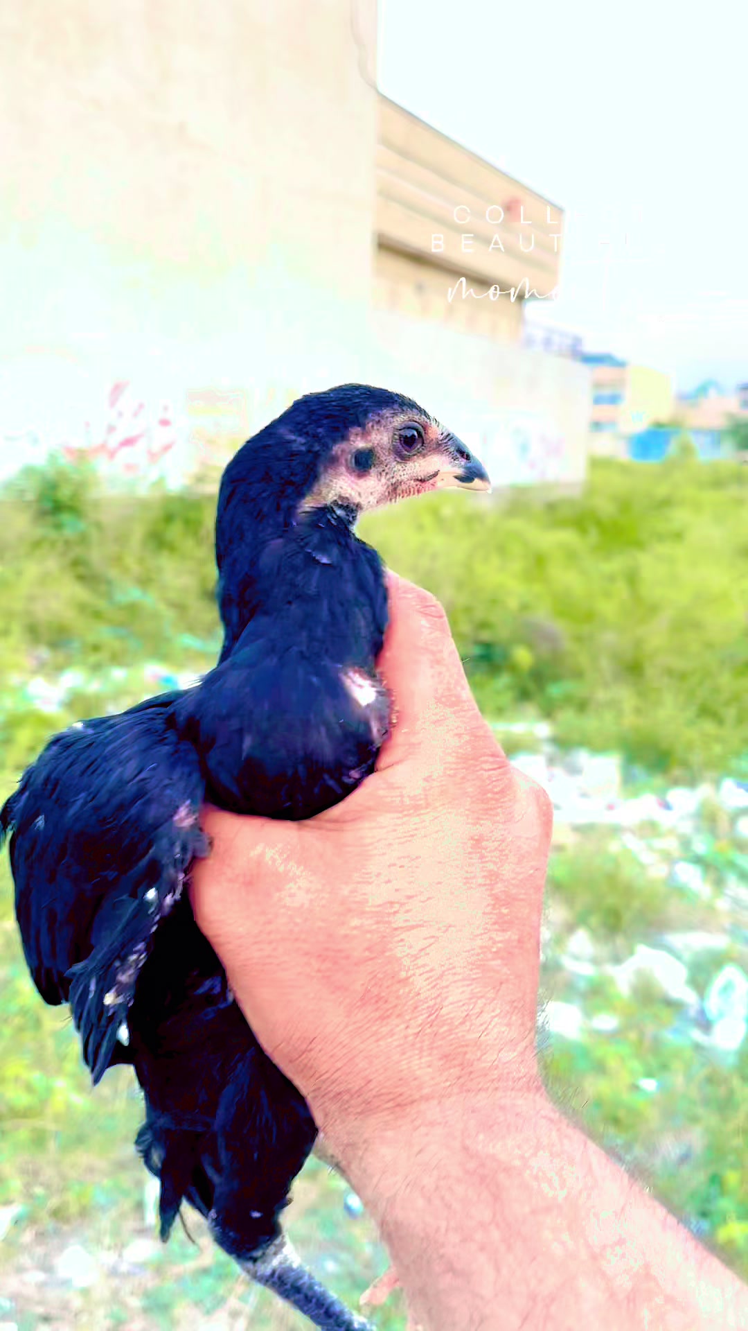 @🦅Home Breed Aseel 🦅