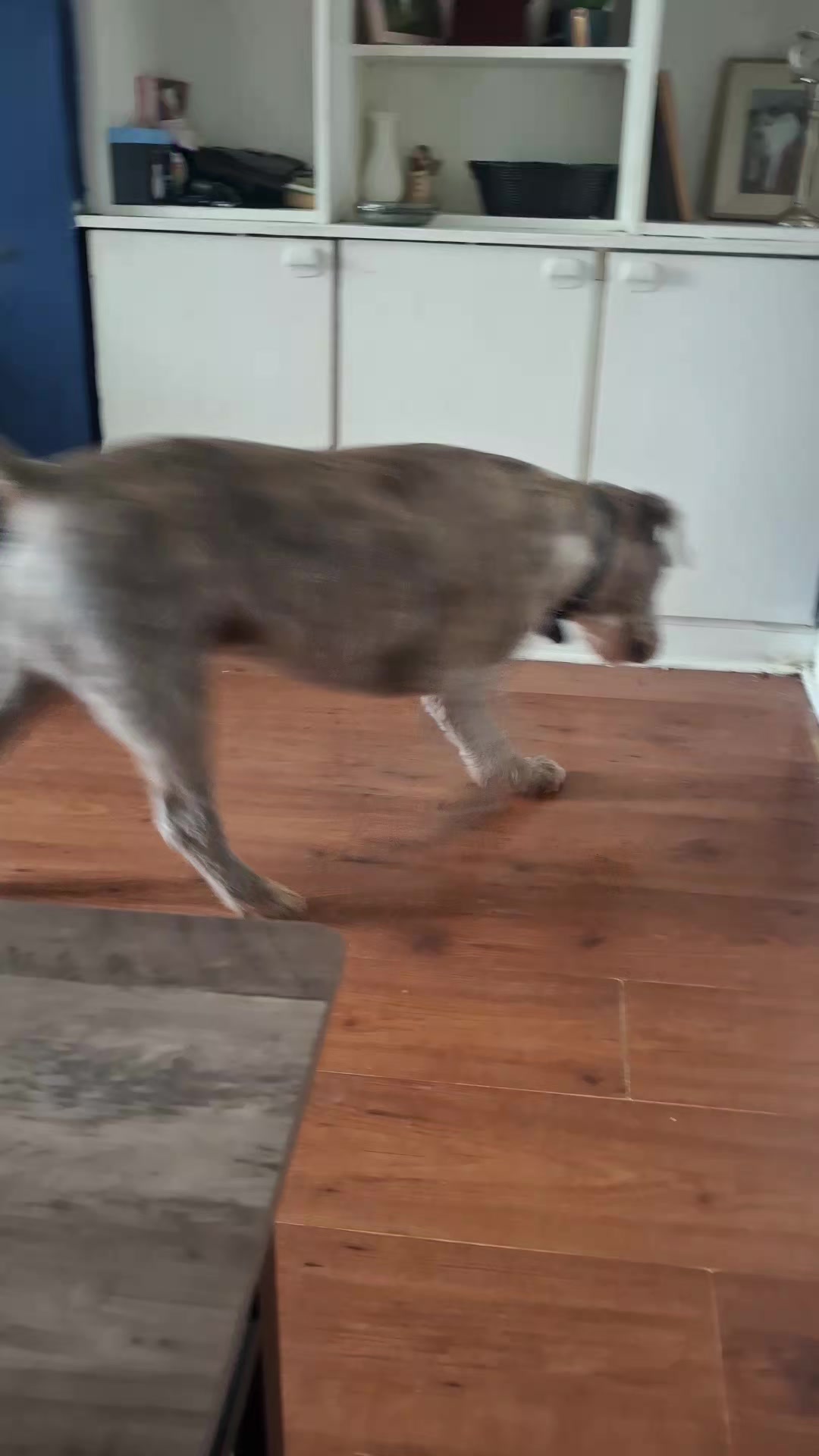 @TOBY THE WHEATEN BULL TERRIER