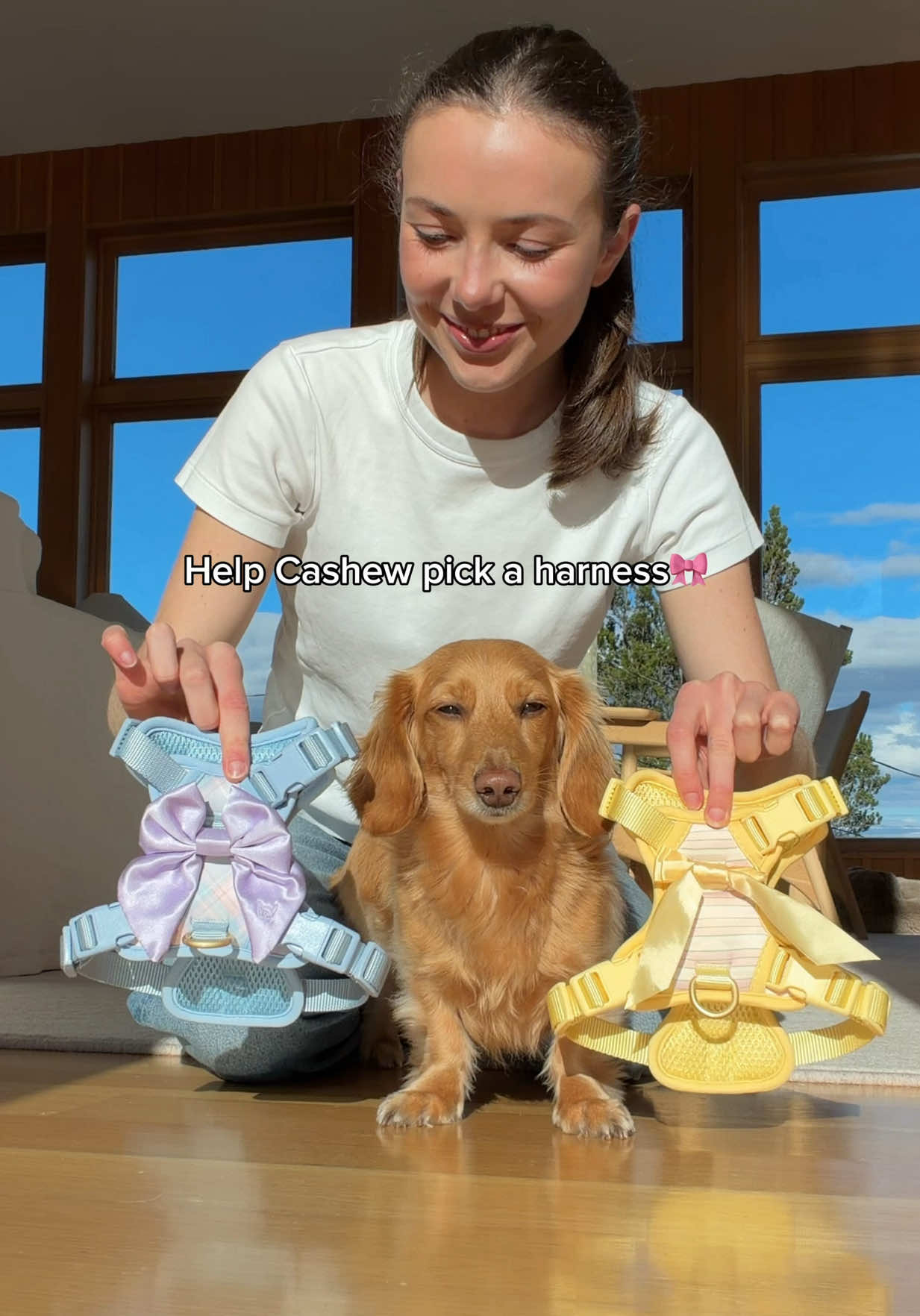 @cashewdachshund
