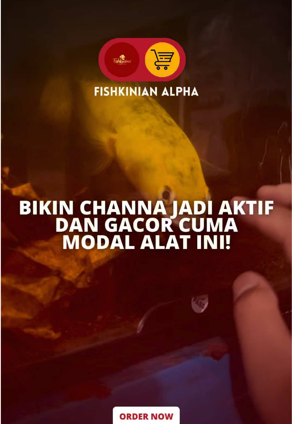 @Fishkinian Alpha1