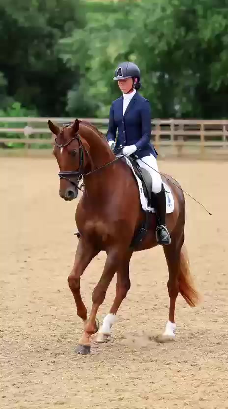@HorseQuest - Horses for Sale