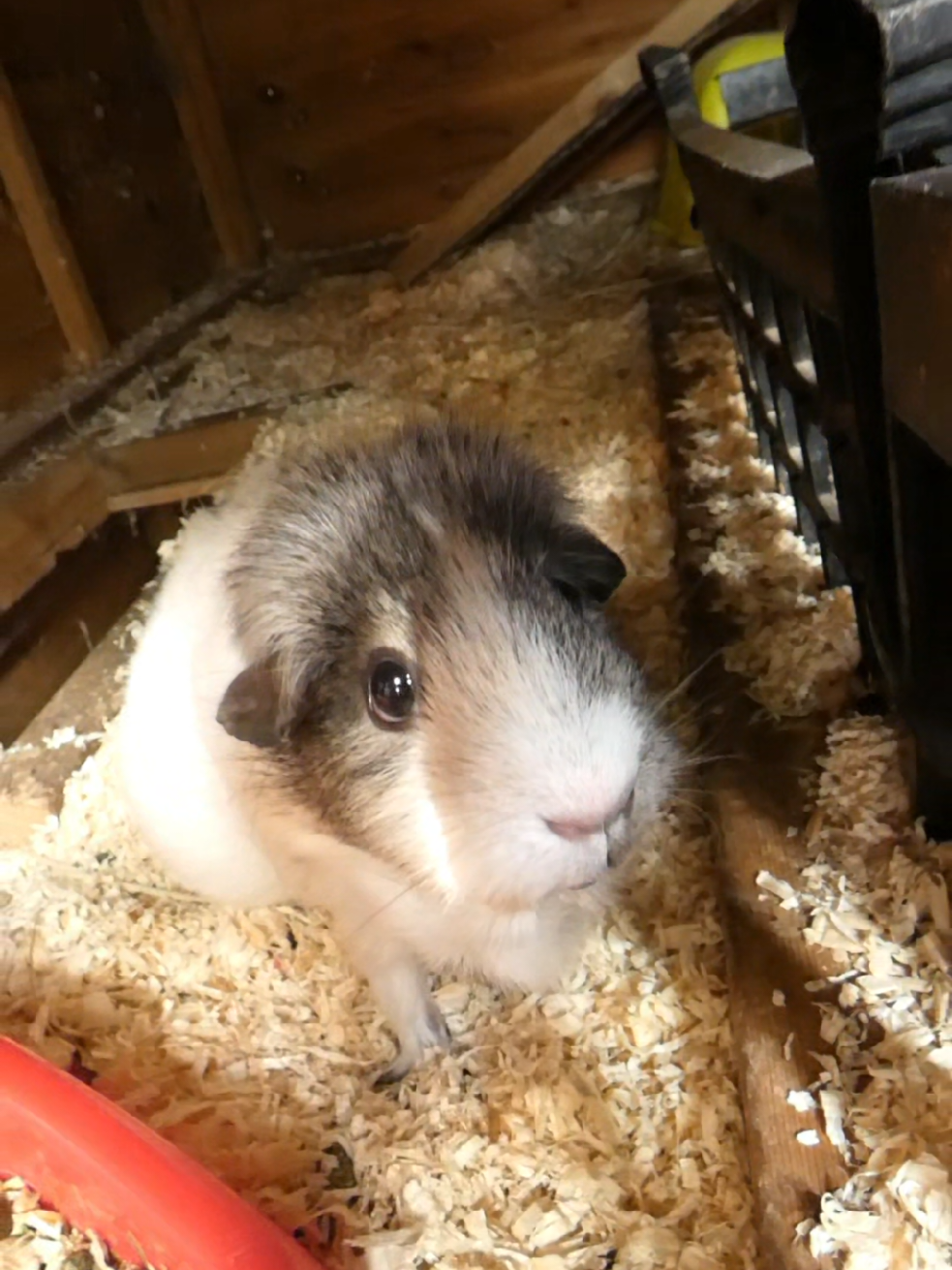 @Guinea Pig Dad