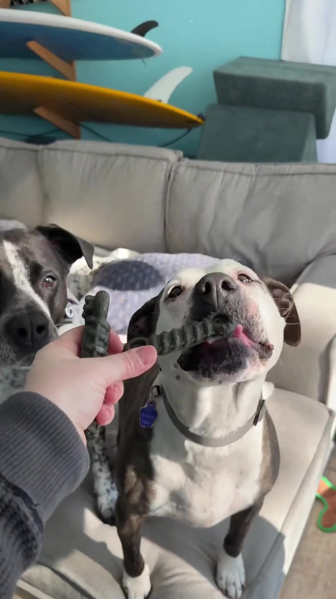 @Chelsea | Dog & Toddler Mom