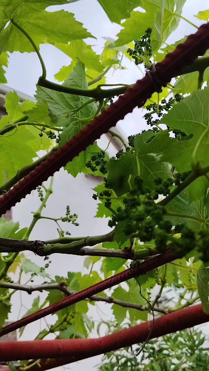 @Bağban