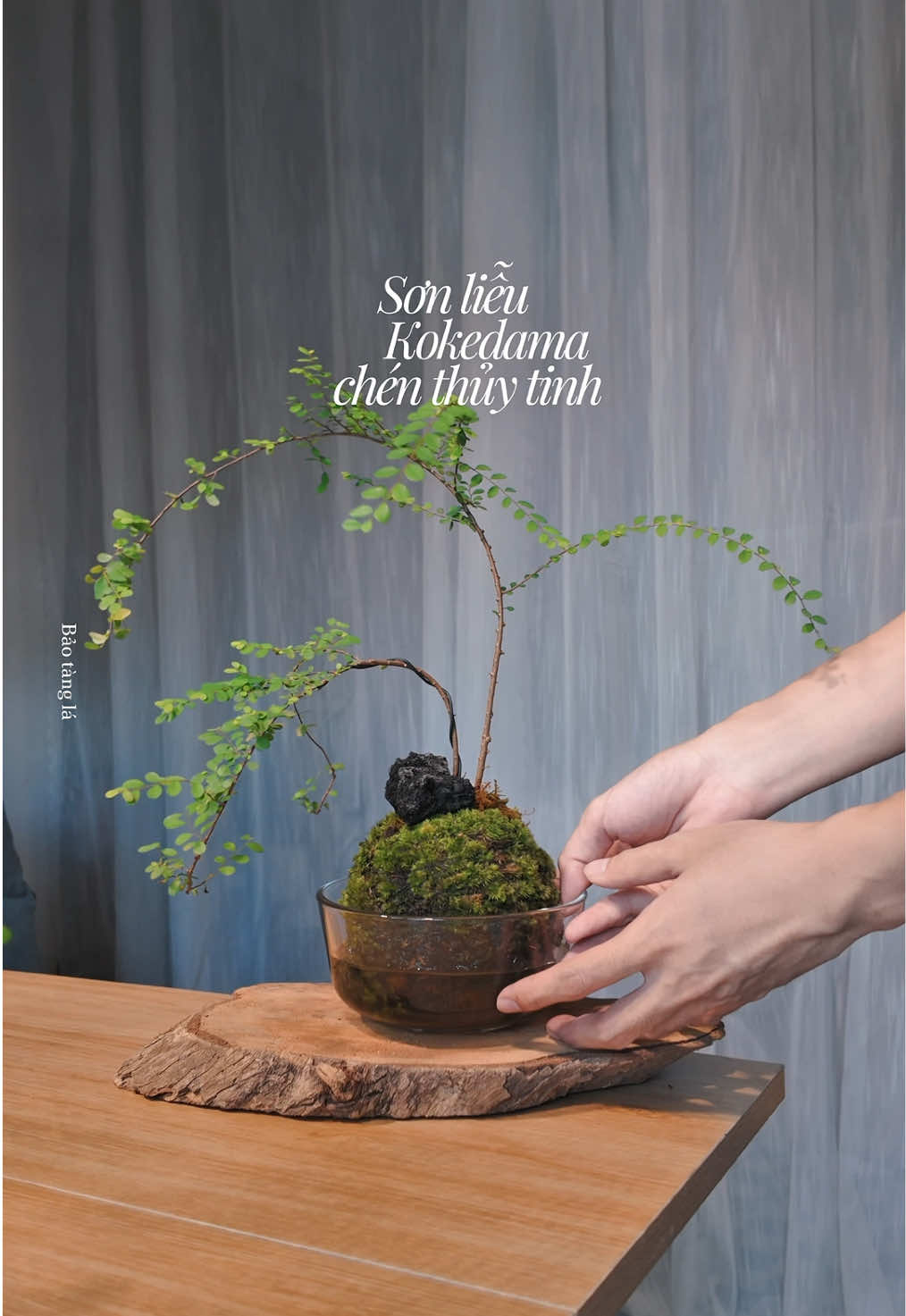 @Bảo t&agrave;ng l&aacute;