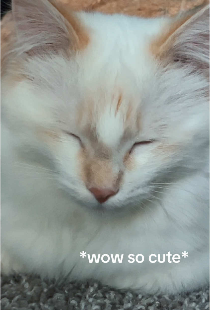 @sugarbottomkittybutton