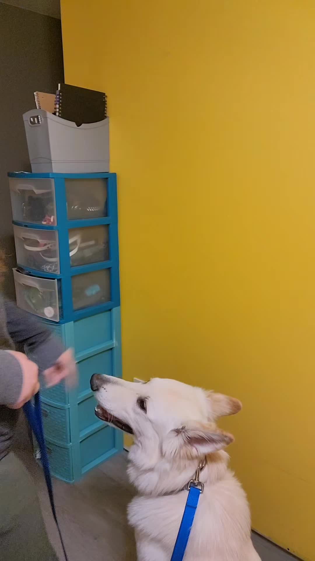 @Leo, Blitz & Dakota