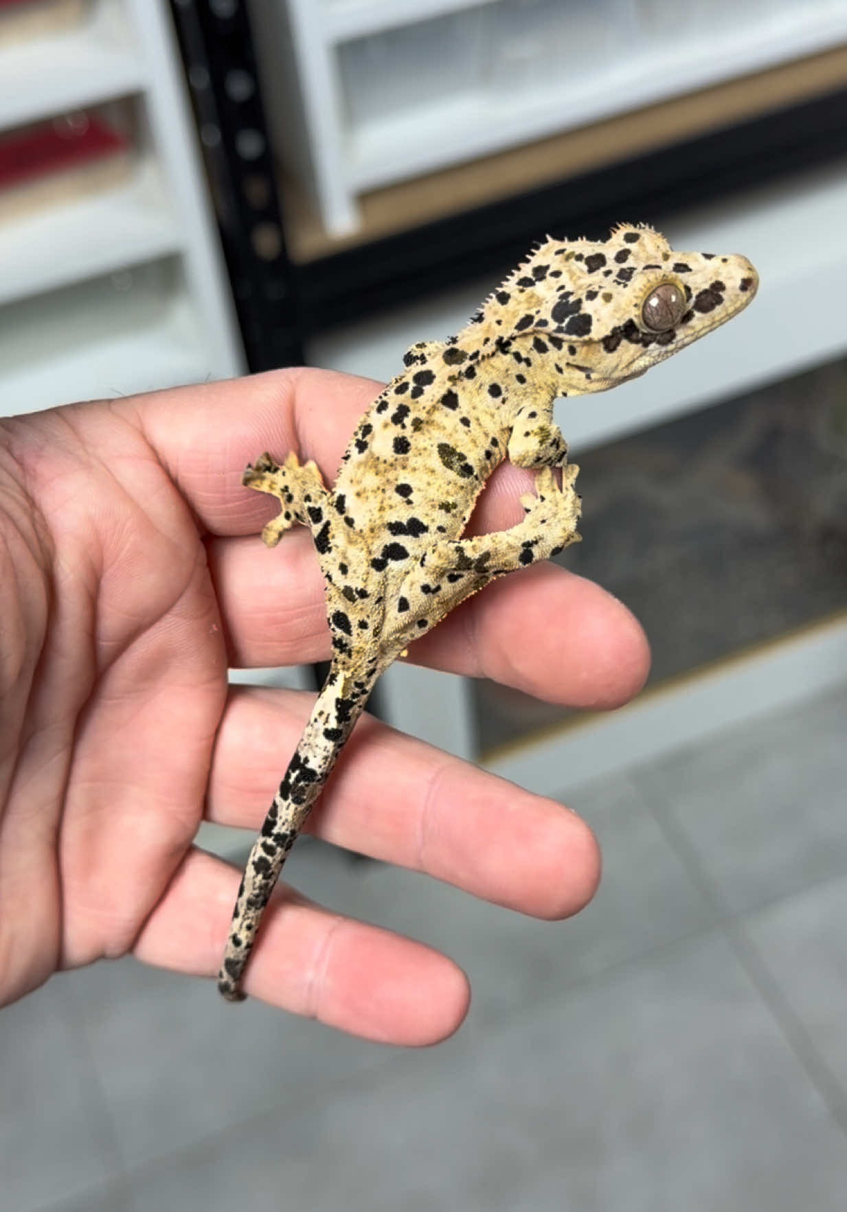 @MasgenReptiles