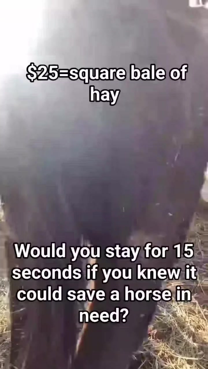 @REBORN ANIMAL RESCUER