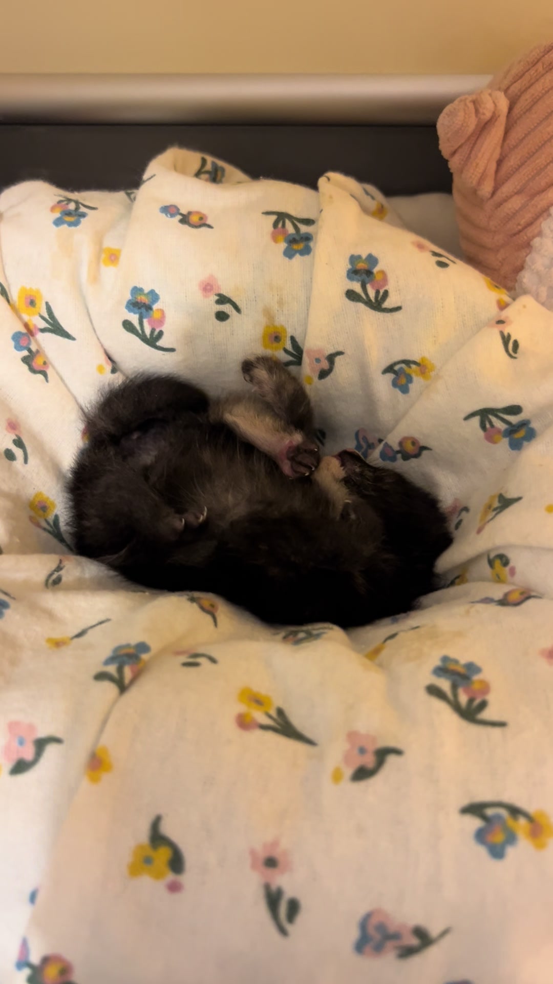 @Kitten.mama