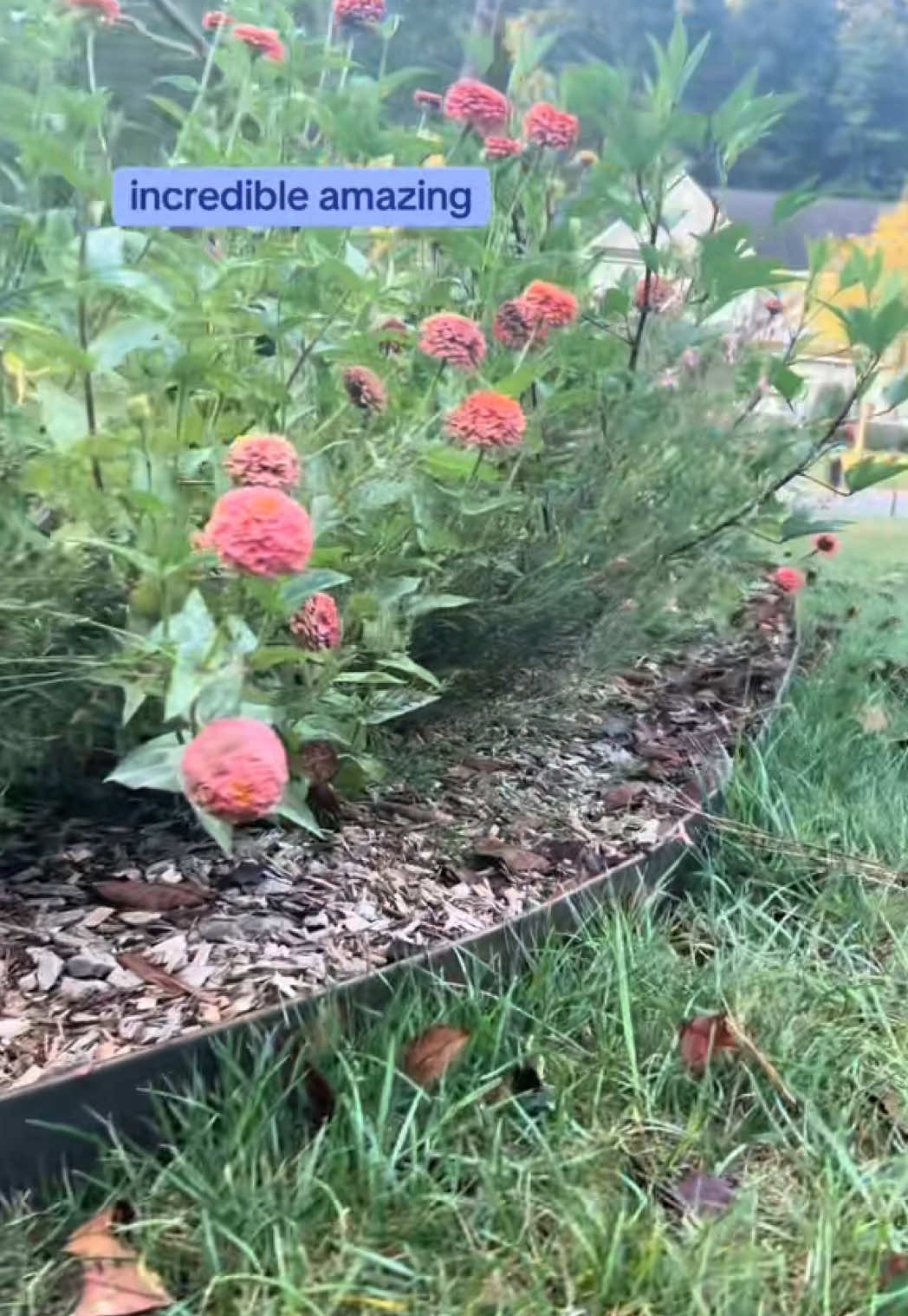 @The Ever Hopeful Gardener
