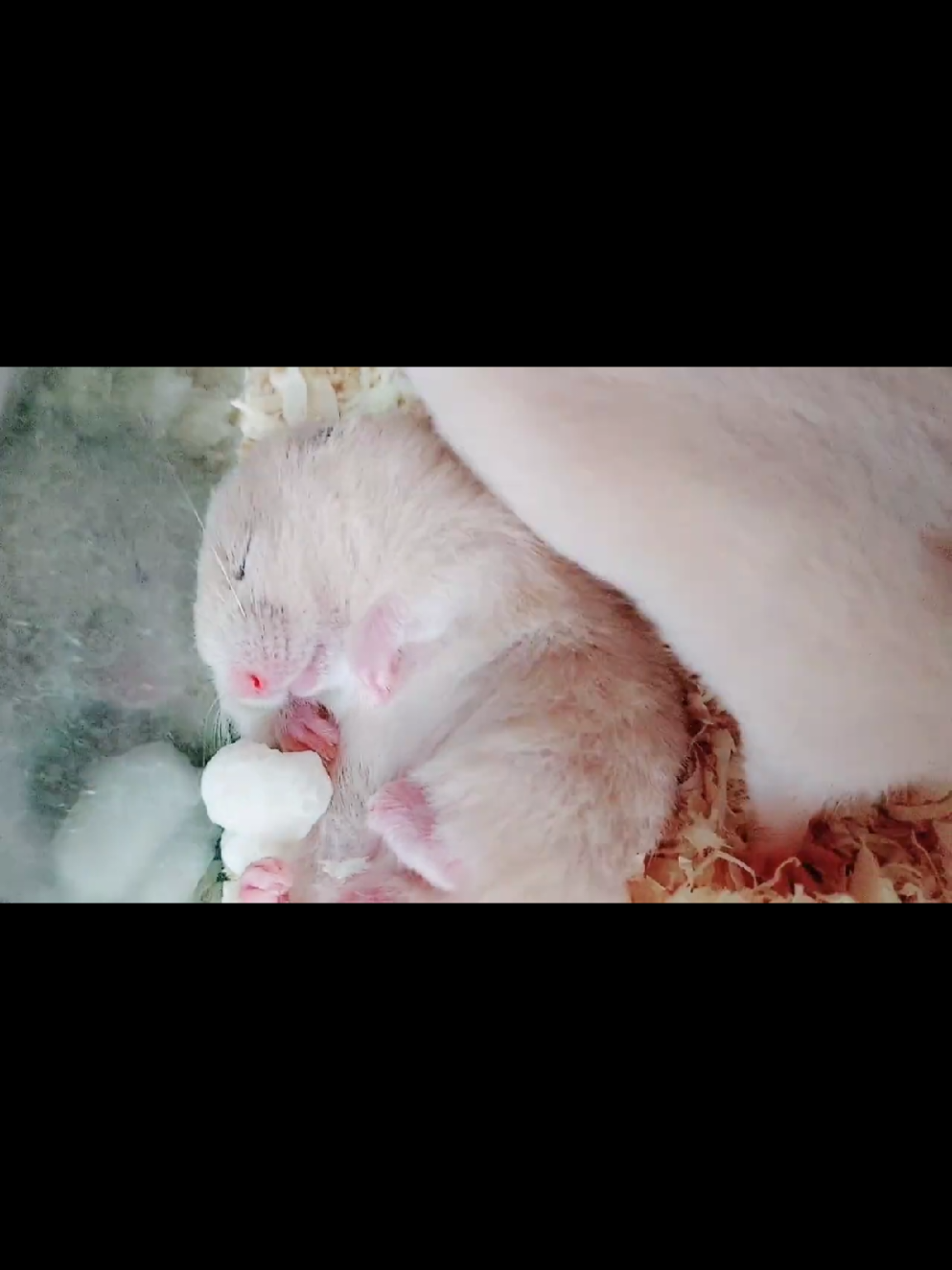 @ようちゃんAnimalPetTV