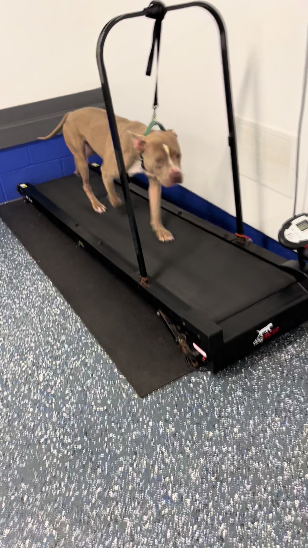 @Jay TheDog Trainer