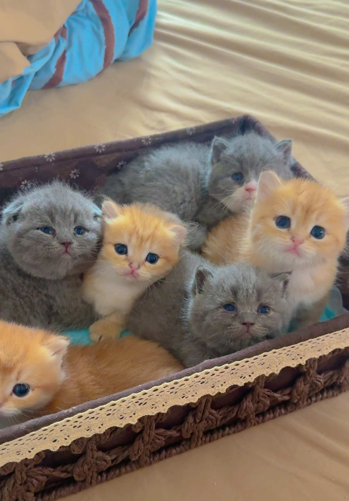 @1ch&oacute;6meow
