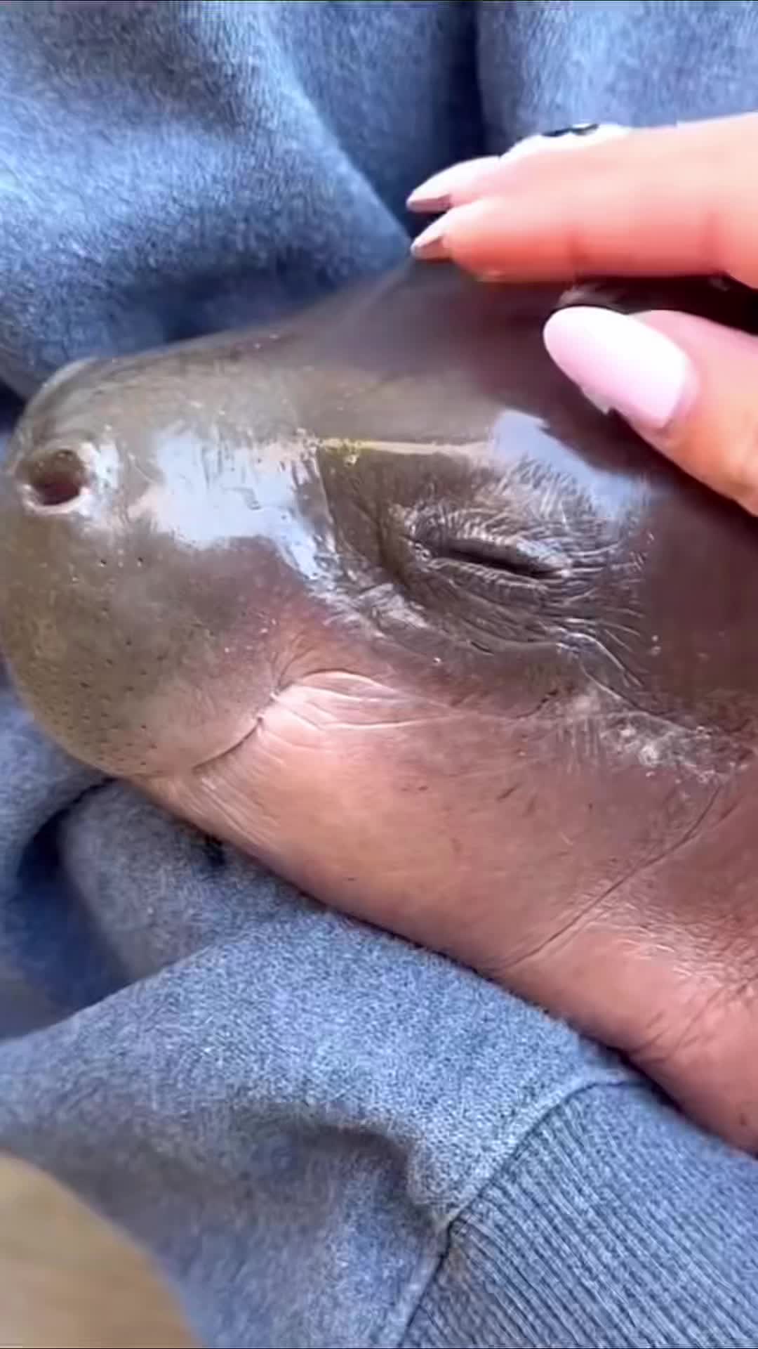@babyhippoco