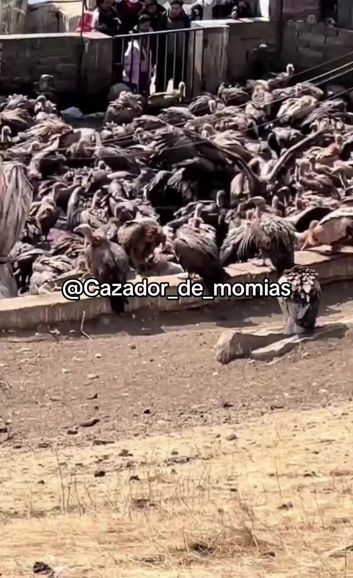 @Cazador de momias
