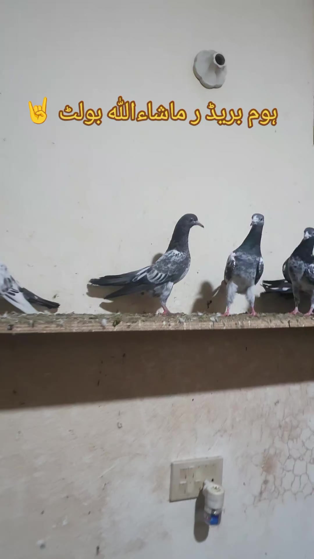 @KABOOTAR PARWAR VLOG
