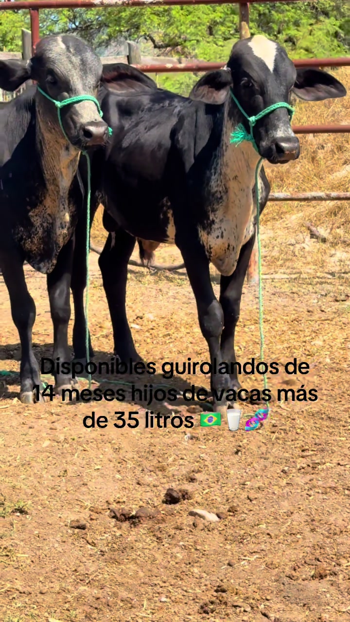 @CURURÚ