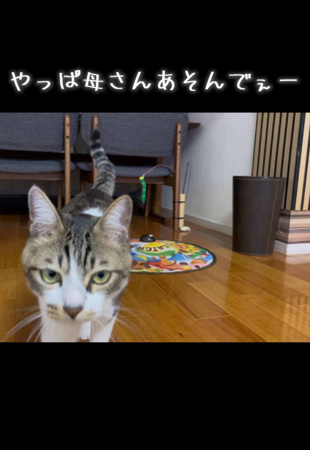 @ねこまみれ