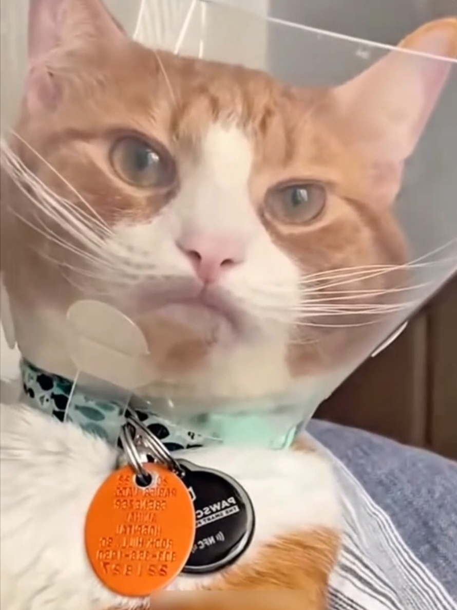 @Paw Pet