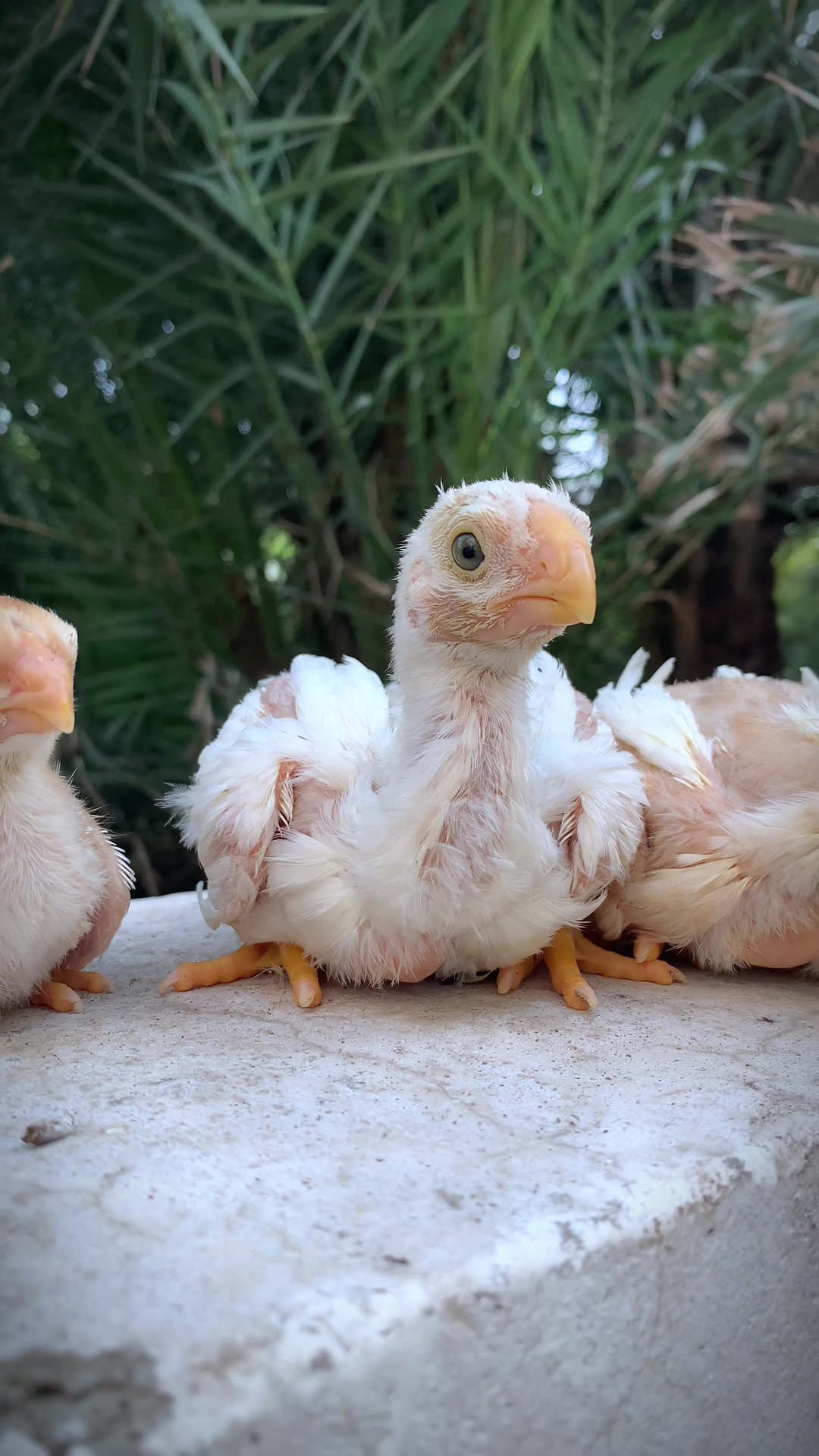 @Birds_Goat