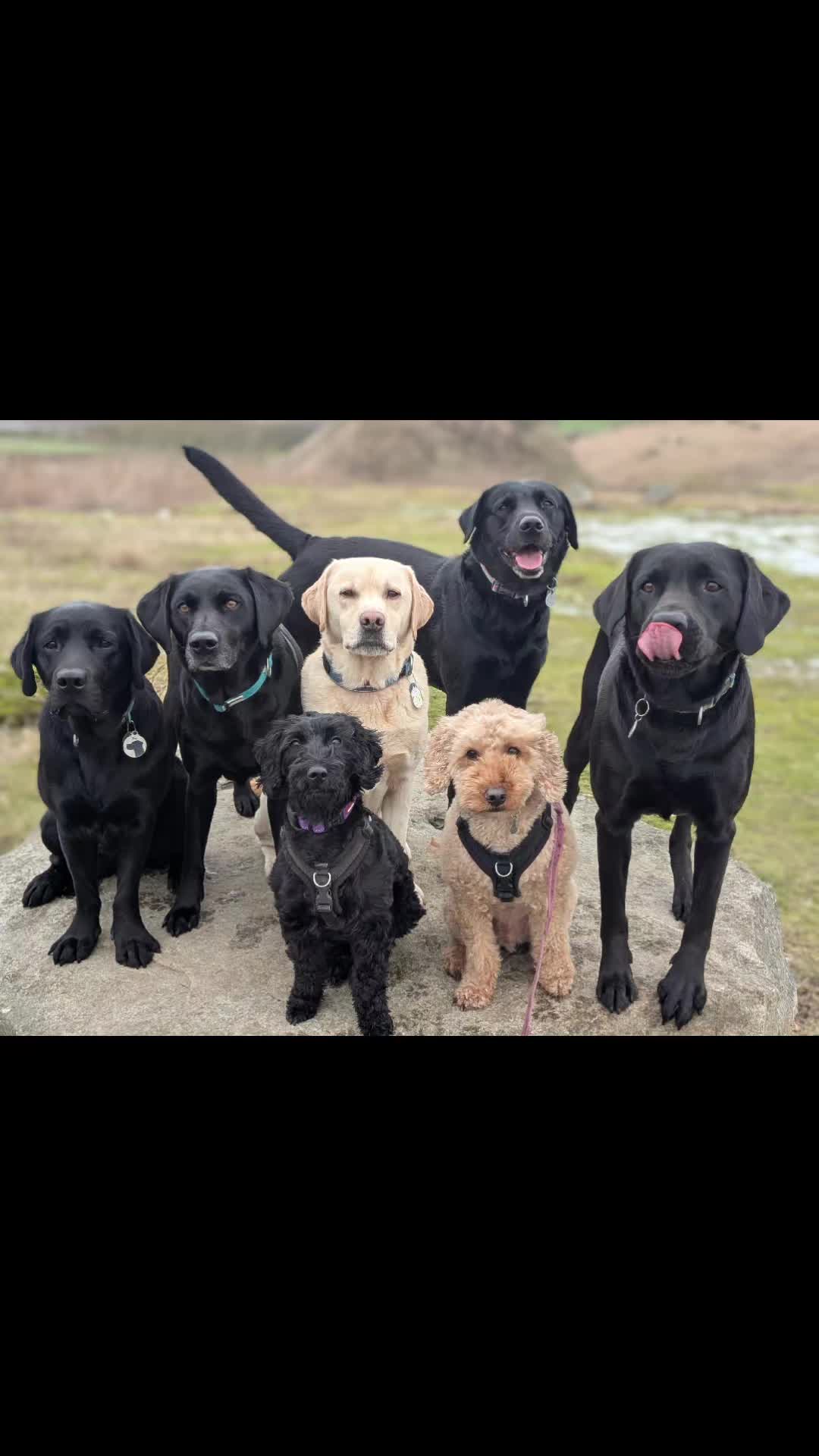 @Tracy's dog walking