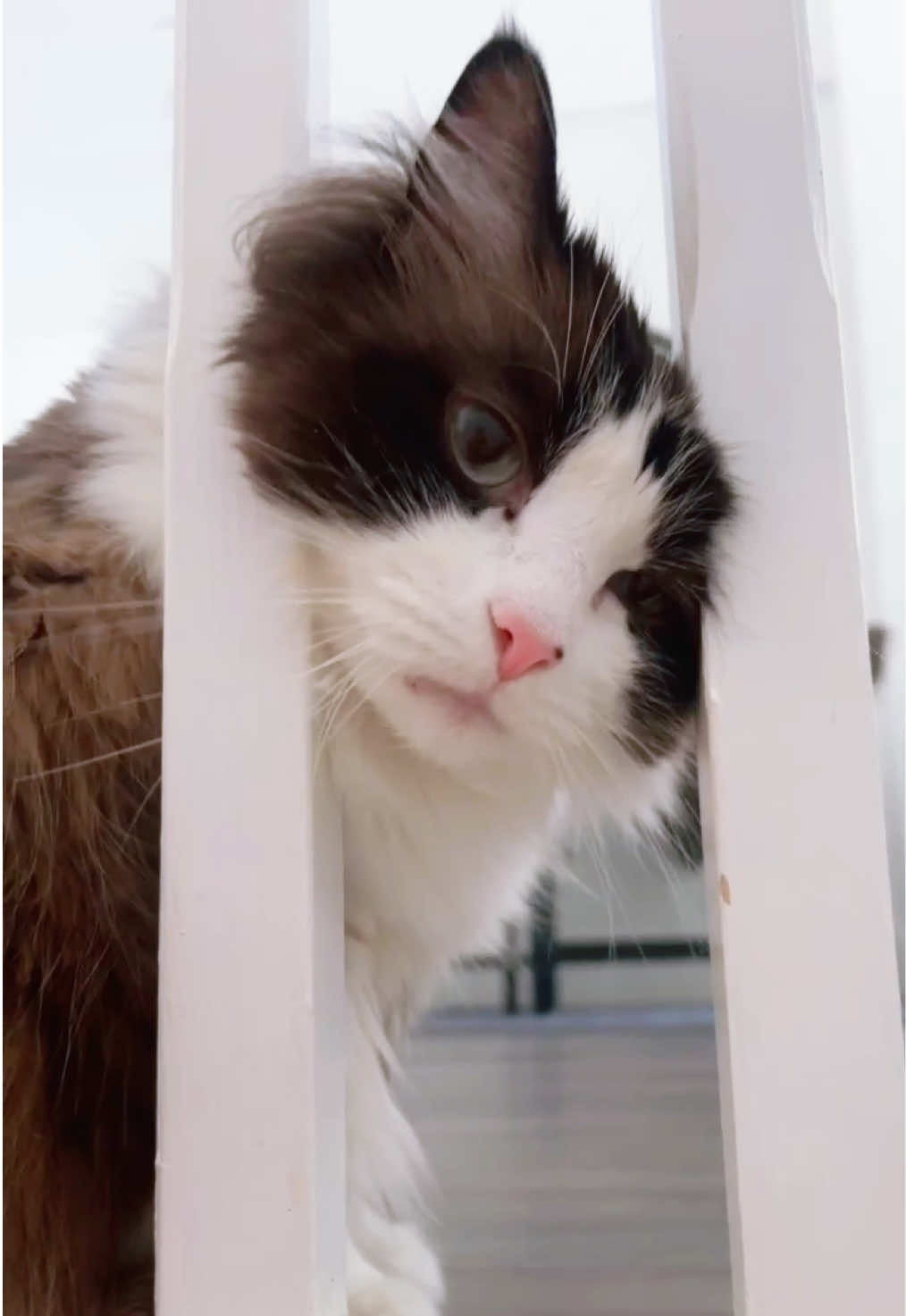@Ted the ragdoll cat 🐾