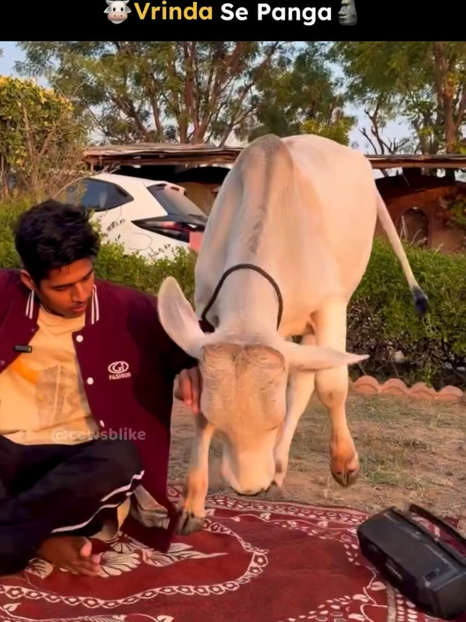 @cows_b_like