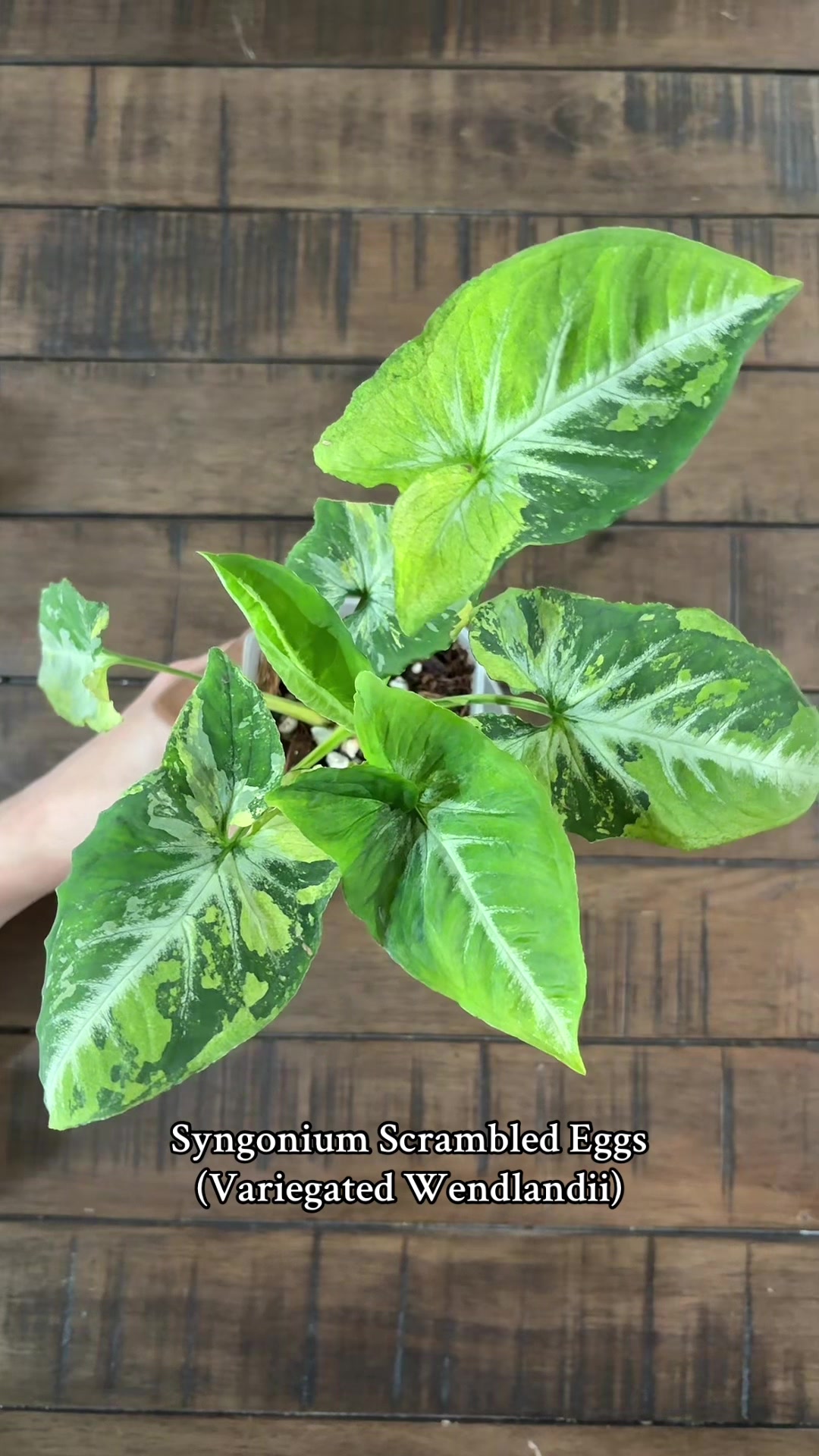 @Plant Girly Erin 🌱💚