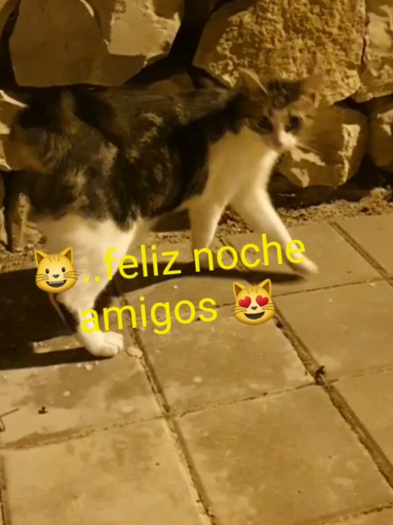 @nikii