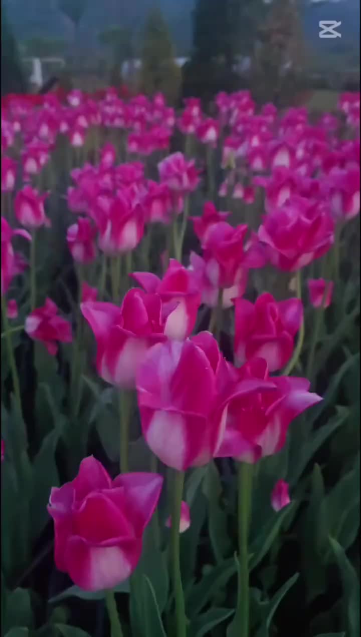 @°๐โ แญา °๐ดโข๋ ๐ดโข์ค แฑ~โ แญา